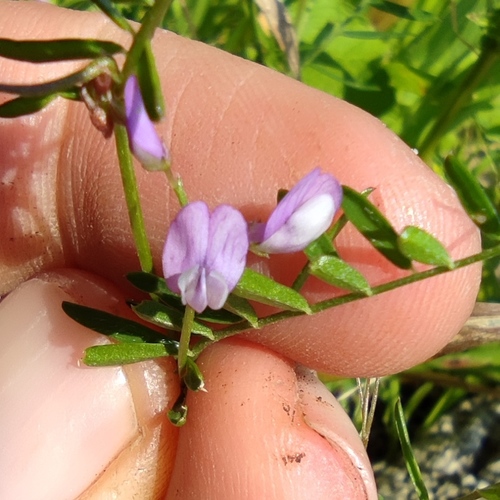 Vicia palaestina
