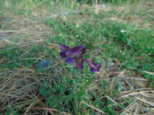 Vicia pannonica — photo