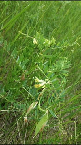 Vicia pannonica — photo
