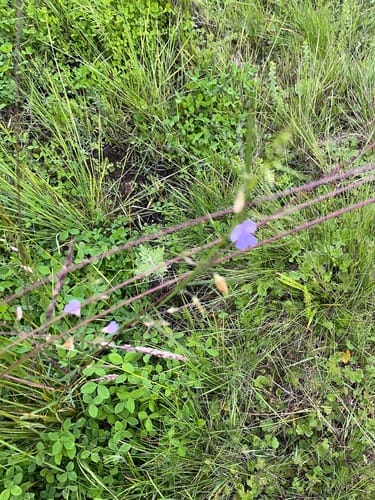 Vicia paucifolia — photo