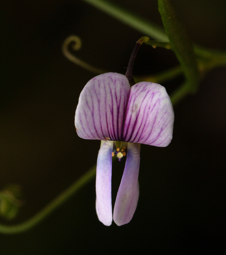 Vicia paucifolia