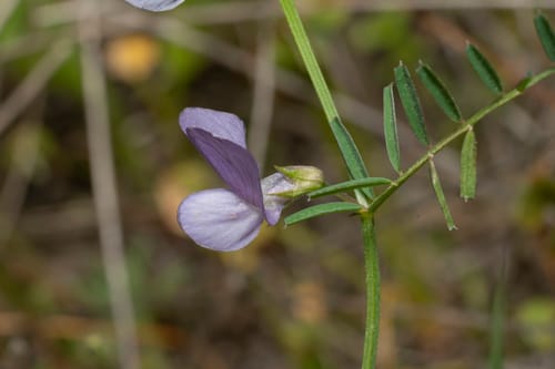 Vicia peregrina (Broad-podded vetch) — photo