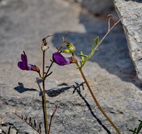 Vicia peregrina (Broad-podded vetch) — photo