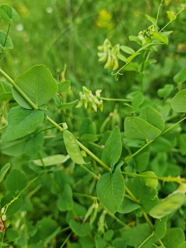 Vicia pisiformis (Pea vetch) — photo