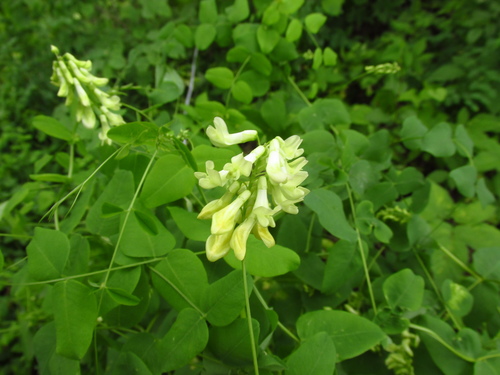 Vicia pisiformis