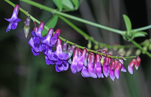 Vicia pseudo-orobus (False sweet pea) — photo