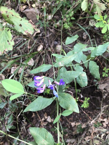 Vicia pseudo-orobus
