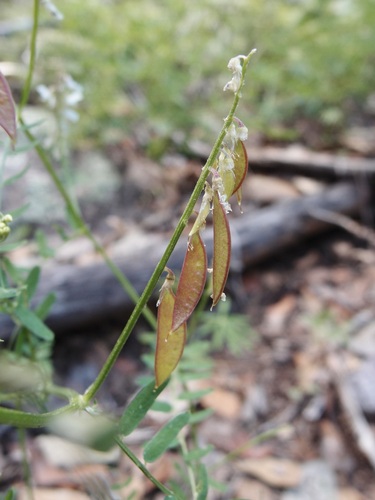 Vicia pulchella subsp. pulchella — photo