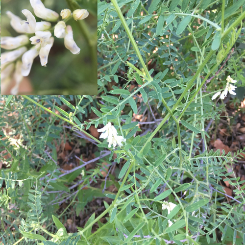 Vicia pulchella subsp. pulchella