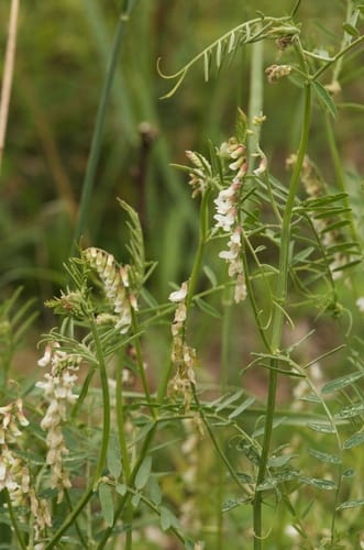 Vicia pulchella subsp. pulchella — photo