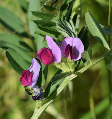 Vicia sativa (Common Vetch) — photo