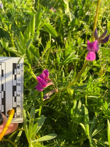 Vicia sativa subsp. leucosperma