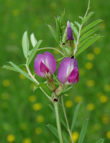 Vicia sativa (Common Vetch) — photo