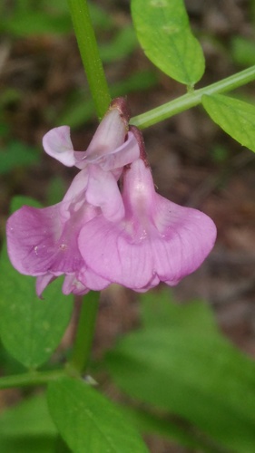 Vicia sepium (Bush vetch) — photo