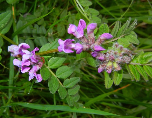 Vicia sepium (Bush vetch) — photo