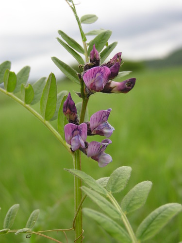 Vicia sepium