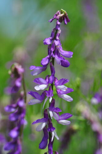 Vicia tenuifolia — photo