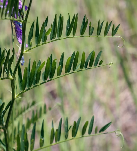 Vicia tenuifolia — photo