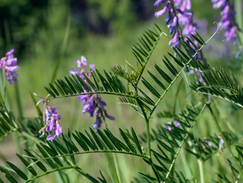 Vicia tenuifolia