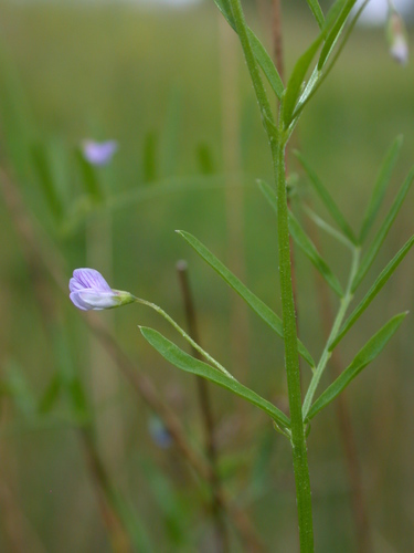 Vicia tetrasperma (Smooth tare) — photo