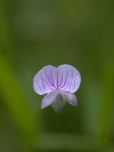 Vicia tetrasperma (Smooth tare) — photo