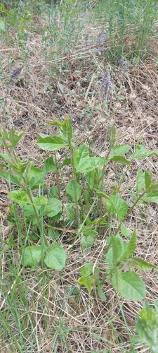 Vicia unijuga (Crooked Broad Bean) — photo