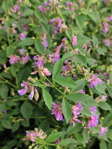 Vicia unijuga (Crooked Broad Bean) — photo