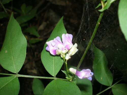 Vicia venosa — photo