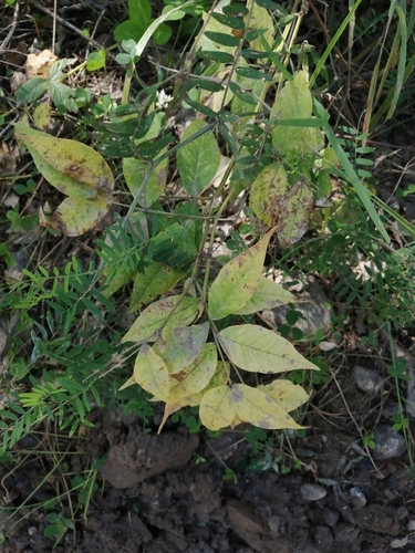 Vicia venosa — photo