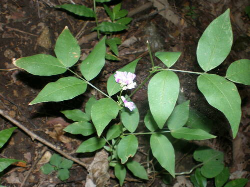 Vicia venosa