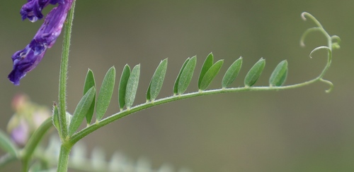 Vicia villosa (Large Russian vetch) — photo
