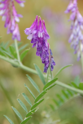 Vicia villosa (Large Russian vetch) — photo