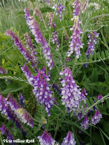 Vicia villosa