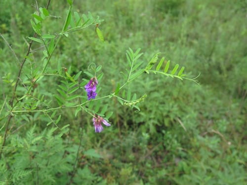 Vicia woroschilovii (Wood vetch) — photo
