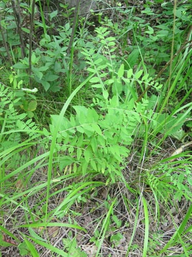 Vicia woroschilovii (Wood vetch) — photo