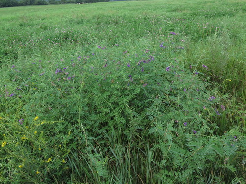 Vicia woroschilovii