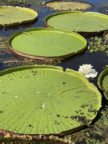 Victoria amazonica (Royal water lily) — photo