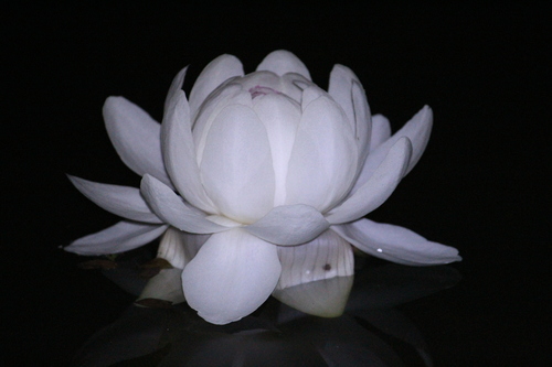 Victoria amazonica (Royal water lily) — photo