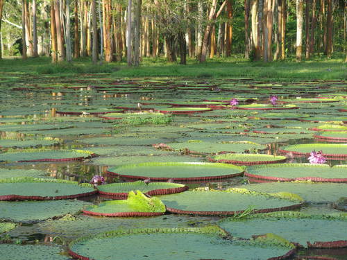 Victoria amazonica