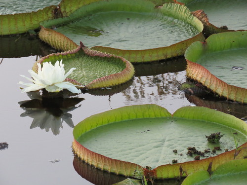 Victoria cruziana (Santa Cruz water-lily) — photo