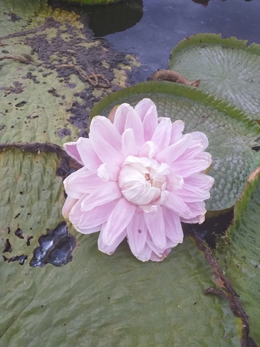 Victoria cruziana (Santa Cruz water-lily) — photo