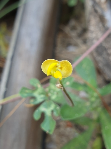 Vigna aconitifolia (Moth Bean) — photo