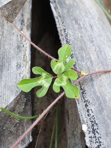 Vigna aconitifolia (Moth Bean) — photo