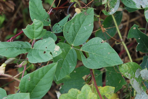 Vigna adenantha (Potato bean) — photo
