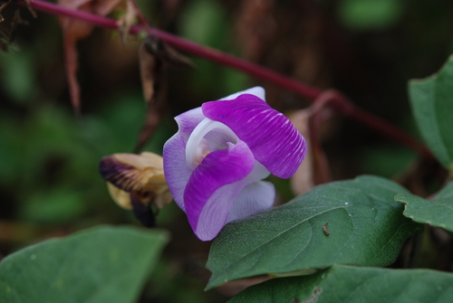 Vigna adenantha (Potato bean) — photo