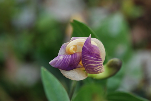 Vigna adenantha