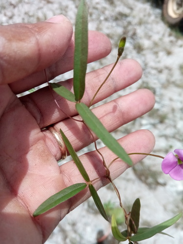 Vigna angivensis — photo
