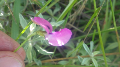 Vigna angivensis — photo