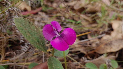 Vigna angivensis