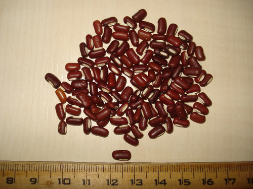 Vigna angularis (Adzuki bean) — photo